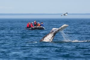 Silversea - Silver Muse - Whale Watching 4.jpg